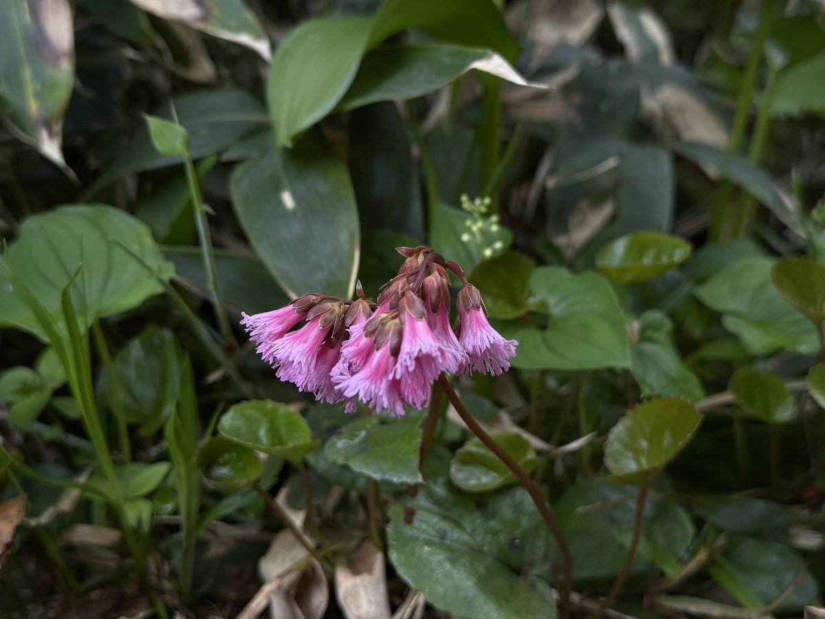 ofrfrfr's tweet photo. 今日の花達。イワカガミしか分からん。 https://t.co/6TNjM8FBGK