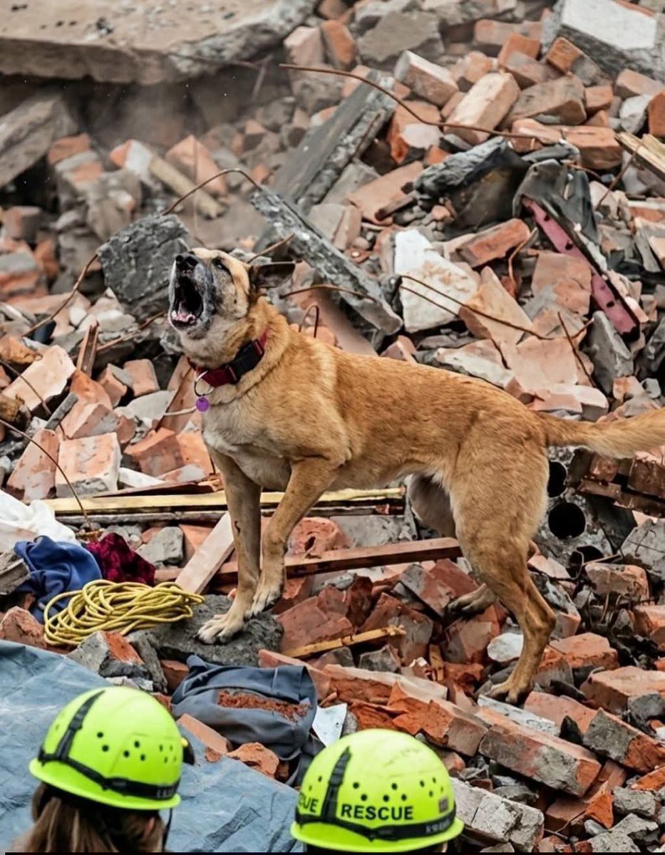 itsmeback_'s tweet photo. Coraggio, raccontateci ancora una volta la storiella secondo cui non possono entrare nei locali, toccare neppure con una zampa  l'erba del lungomare, delle aree cani piene di forasacchi perché non rimossi dopo il taglio dell'erba (quando raramente viene tagliata),
degli abbandoni estivi , dei canili privi di controlli ed adeguato sostegno finanziario, di nessuna agevolazione sulle spese  veterinarie per i proprietari che non possono permettersele, dell'iva al 22% sul loro cibo. 

Stanno cercando e scavando da ore, esausti ma mai domi, tra le macerie del Venezuela, fino all'ultima Vita.

Tra polvere, macerie e silenzio, ci sono eroi che lavorano senza cercare riconoscimenti. Non parlano, non chiedono applausi, ma in questi giorni stanno contribuendo a salvare vite umane in Venezuela.

Dopo i devastanti terremoti che hanno colpito il Paese, le squadre di soccorso continuano a operare senza sosta nelle aree più colpite.
Al loro fianco ci sono i cani da ricerca e soccorso, diventati una risorsa fondamentale nella difficile corsa contro il tempo.

Grazie al loro straordinario olfatto, questi instancabili compagni a quattro zampe sono in grado di individuare persone vive anche sotto enormi quantità di detriti e cemento. Ogni segnale che forniscono ai soccorritori può trasformarsi in una possibilità concreta di salvezza per qualcuno intrappolato sotto le macerie.

Le operazioni vedono impegnati team di emergenza nazionali e internazionali, che continuano a cercare superstiti mentre molte persone risultano ancora disperse o non sono state localizzate.

In mezzo a una delle tragedie più gravi che il Venezuela abbia affrontato negli ultimi decenni, decine di persone sono già state ritrovate grazie al lavoro congiunto tra i soccorritori e questi straordinari cani da ricerca.

La loro dedizione non conosce stanchezza. Finché ci sarà anche una sola possibilità di trovare qualcuno in vita, continueranno a cercare.

Perché a volte la speranza arriva sotto forma di una zampa, di un fiuto eccezionale e di un cuore grande che non si arrende mai. ❤️🐾

- Gli angeli hanno la coda