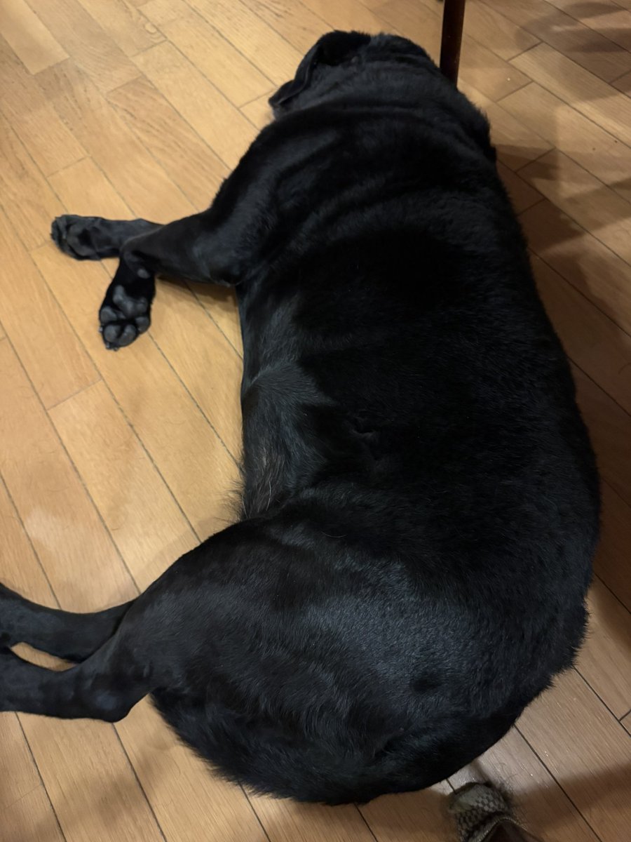 mimiyoriusagi's tweet photo. まんまるになってきた https://t.co/oFgSkjNK2d