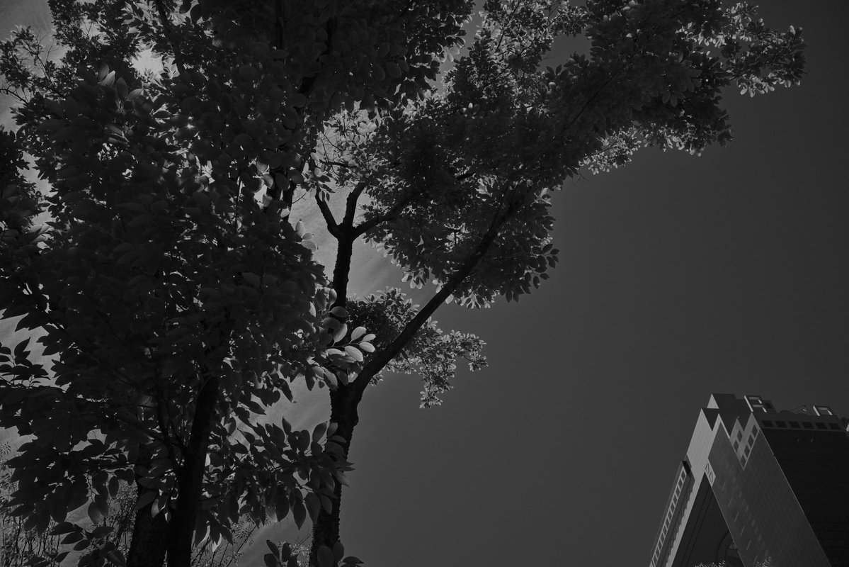 yr_ml8958's tweet photo. 以前撮影したモノクロ写真の明るさを調整して遊んでいたら都会の街路樹から急に異世界感が出てくる雰囲気になりました笑 https://t.co/W1Z3AmLFKB