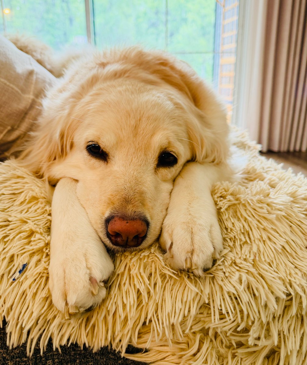 bluelivesmtr's tweet photo. EXPOSE THEM: Giuseppe's Brooklyn Oven in Arcadia, Florida told our owner that he, his wife and their four little girls weren't welcome at the restaurant because he has a service dog trained in medical and psychiatric response.

Whiskey, seen in the pictures, has over 3,000 hours of training - 2500 hours in medical and mobility and an additional 500 hours in psychiatric response training.

Restaurant staff told our owner that "no dogs are allowed".  He let them know that not only does he travel with her paperwork (which they legally can't actually ask for), but that state and federal ADA laws are clear that businesses can't refuse service.

They told him "federal law doesn't apply to us" because "our owner doesn't like dogs".

He requested a conversation with the owner.  15 minutes later, another woman came out and said "he's out of the country so we'll make a one time exception".  

After letting her also know about the law, he stated concern about what they'd do to their food.

She smirked and shrugged, sending a very clear message.  He and his family left.

Let's also make sure to send THEM a clear message.  Blast this EVERYWHERE.