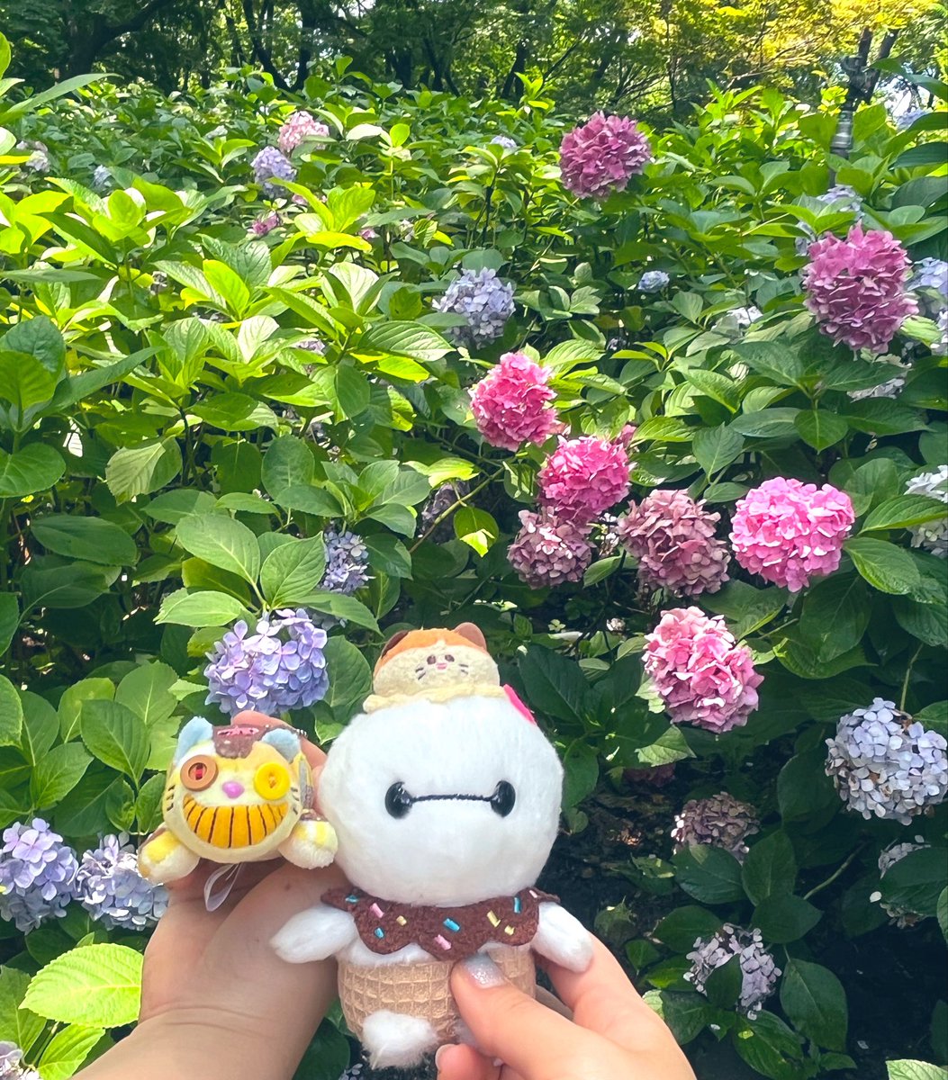 Iscream_cry's tweet photo. この2日間お友達とぴーちぴっと展に行ったり紫陽花見に行ったりして楽しかったな🎶明日からの労働でしっかり感情の帳尻を合わせよーっと🎶 https://t.co/7wtz8q5fTy