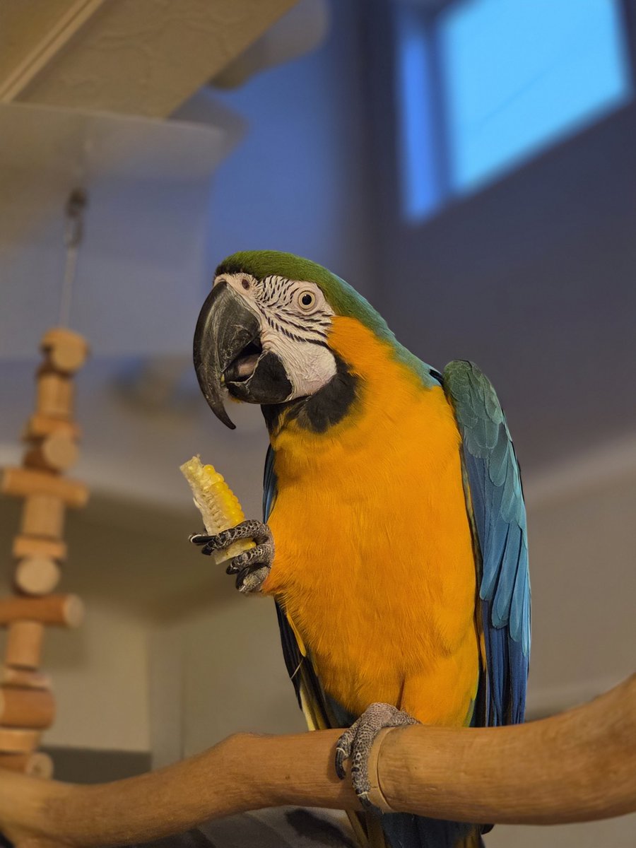 macaw_love's tweet photo. 甘えん坊さん🦜も
9歳になりました！！

❤️Happy Birthday❤️
❤️レオ❤️

#カタブルーマコウ 
#コンゴウインコ https://t.co/4aTsLPebX2