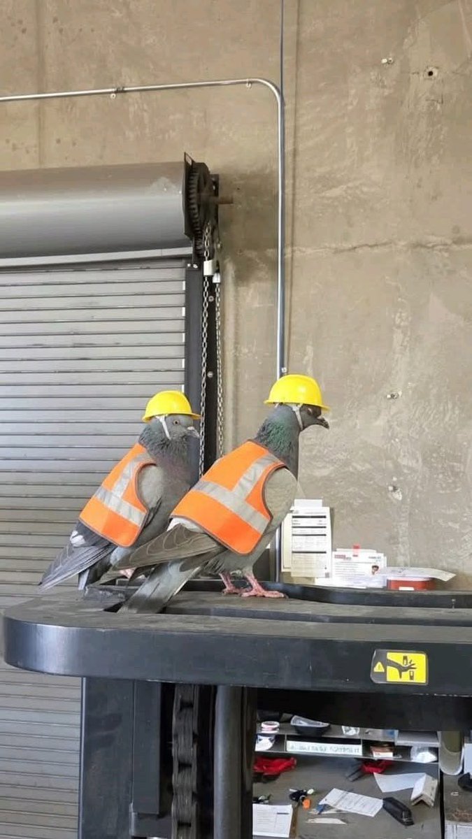 photon010's tweet photo. professionals at work. https://t.co/pksSnXWBg1