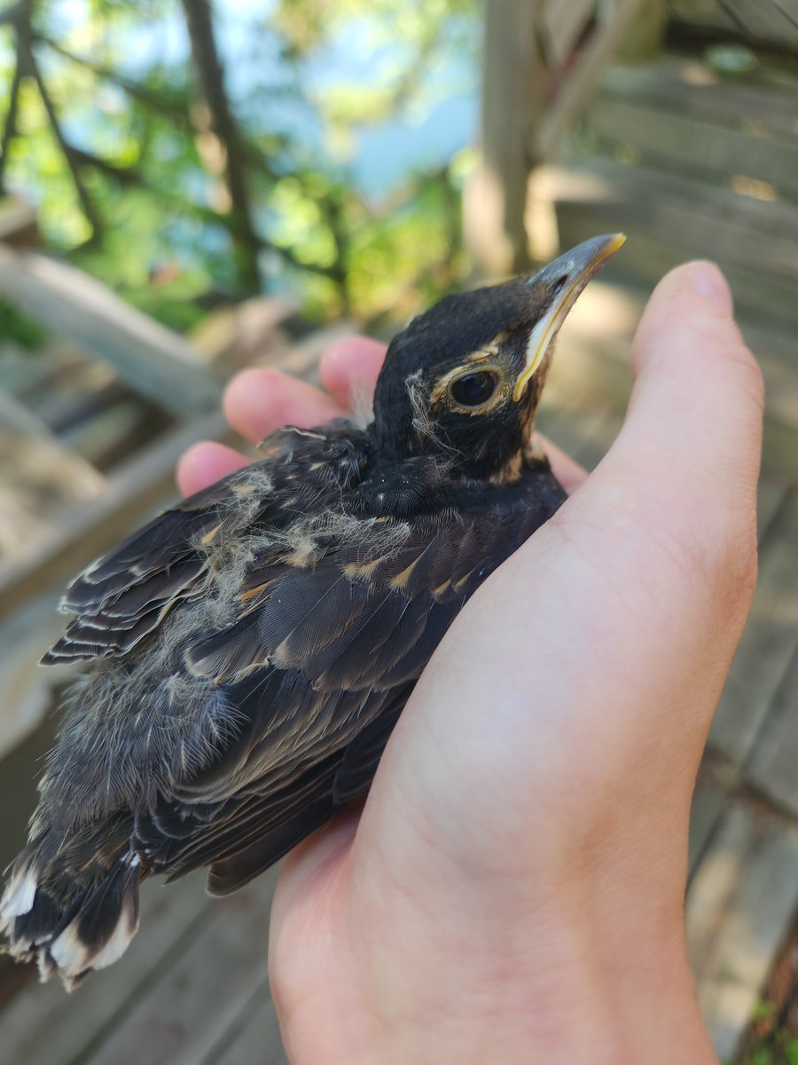 F0X__HUNT's tweet photo. This little bird is outside learning to fly

 (he was stuck between a cliff and the lake so I moved him somewhere more open) https://t.co/BsOgUDSe9b