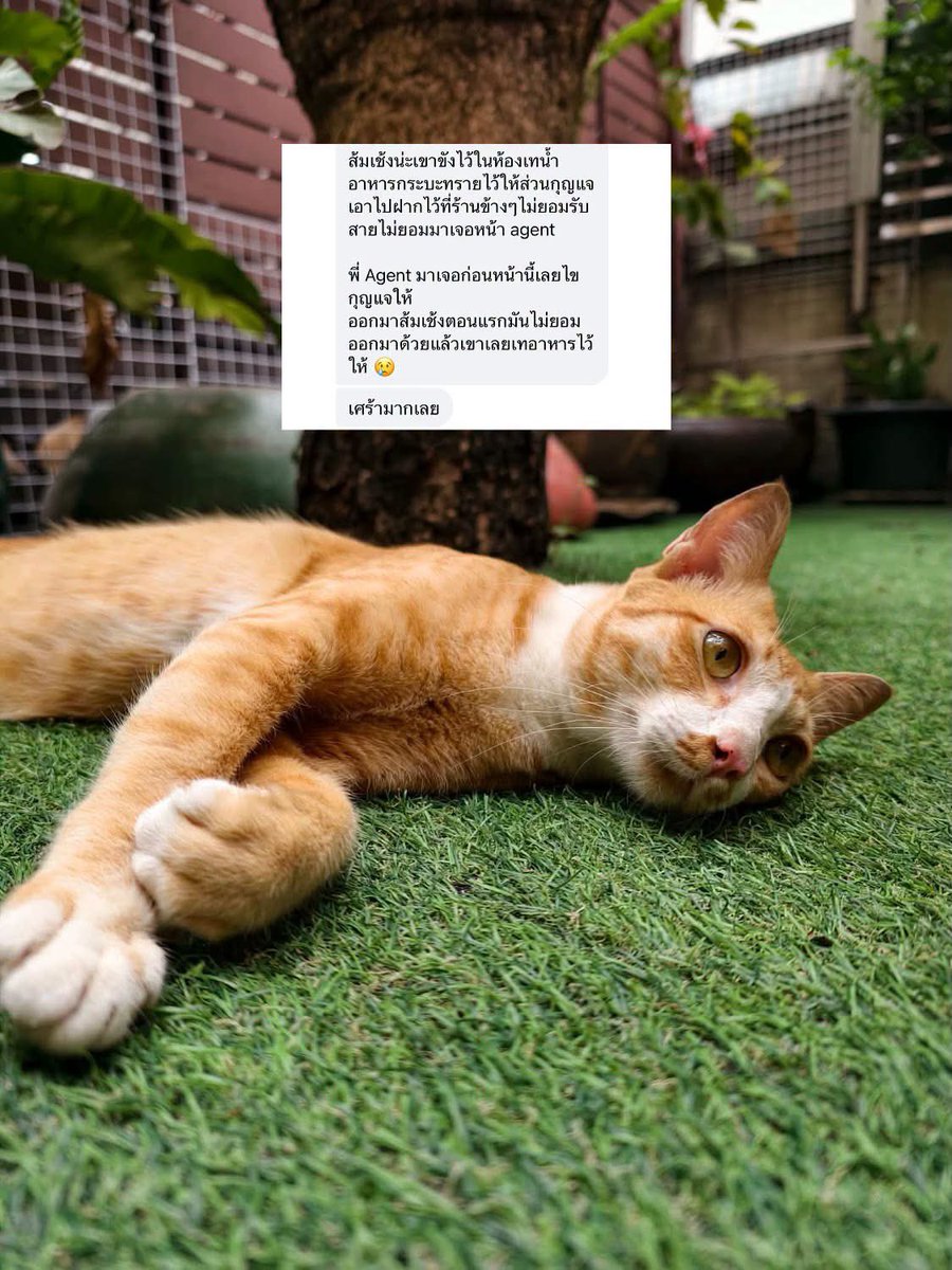 catperson020723's tweet photo. ส้มเช้ง อยากมีบ้าน🍊🏡
#หาผู้อุปการะ
เพศชาย อายุ 2-3 ปี ทำหมันแล้ว เข้ากระบะทรายเป็น

ขี้อ้อน ติดคนมาก ปรับตัวกับคนได้ดีสุดๆ

ส่ง กทม. สมุทรปราการ ปทุมธานี ชลบุรี ระยอง ส่งถึงบ้านใหม่ในเขตที่แจ้งเท่านั้นไม่มีให้มารับหรือนัดรับ

***รับเลี้ยงฟ_รี แต่มีคัดบ้านให้น้องนะคะ***

#แมวจร https://t.co/6Wq22jsDFy