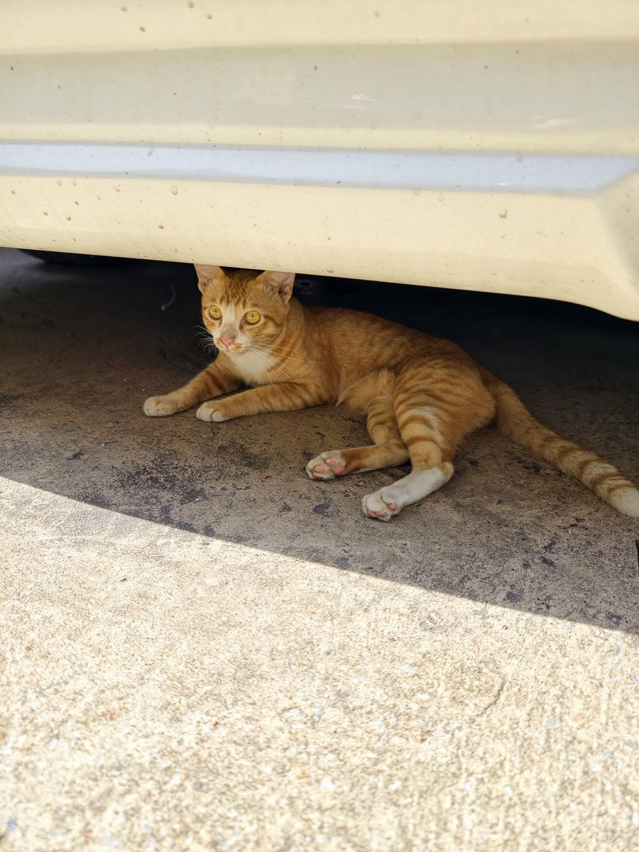 catperson020723's tweet photo. ส้มเช้ง อยากมีบ้าน🍊🏡
#หาผู้อุปการะ
เพศชาย อายุ 2-3 ปี ทำหมันแล้ว เข้ากระบะทรายเป็น

ขี้อ้อน ติดคนมาก ปรับตัวกับคนได้ดีสุดๆ

ส่ง กทม. สมุทรปราการ ปทุมธานี ชลบุรี ระยอง ส่งถึงบ้านใหม่ในเขตที่แจ้งเท่านั้นไม่มีให้มารับหรือนัดรับ

***รับเลี้ยงฟ_รี แต่มีคัดบ้านให้น้องนะคะ***

#แมวจร https://t.co/6Wq22jsDFy