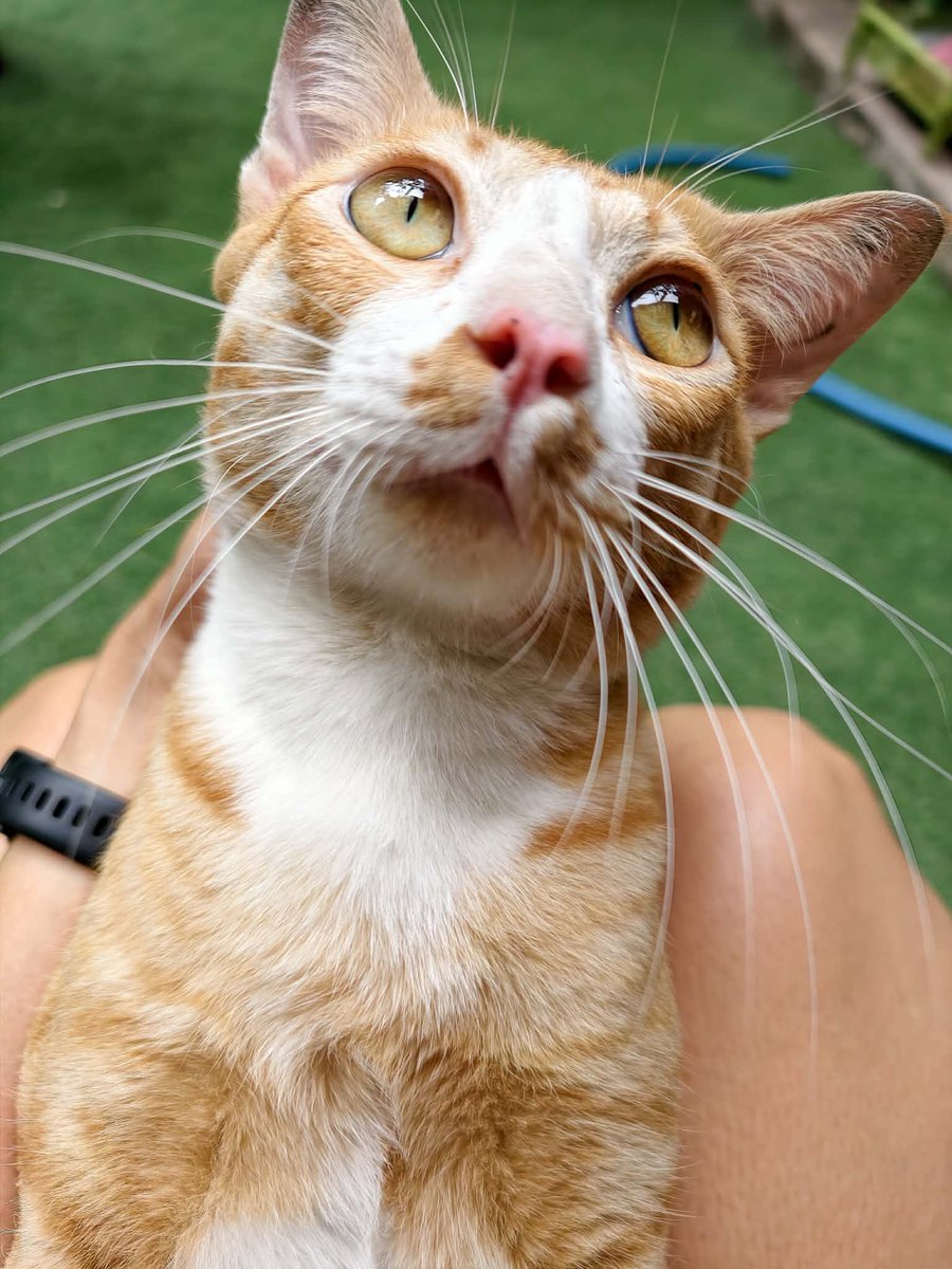 catperson020723's tweet photo. ส้มเช้ง อยากมีบ้าน🍊🏡
#หาผู้อุปการะ
เพศชาย อายุ 2-3 ปี ทำหมันแล้ว เข้ากระบะทรายเป็น

ขี้อ้อน ติดคนมาก ปรับตัวกับคนได้ดีสุดๆ

ส่ง กทม. สมุทรปราการ ปทุมธานี ชลบุรี ระยอง ส่งถึงบ้านใหม่ในเขตที่แจ้งเท่านั้นไม่มีให้มารับหรือนัดรับ

***รับเลี้ยงฟ_รี แต่มีคัดบ้านให้น้องนะคะ***

#แมวจร https://t.co/6Wq22jsDFy