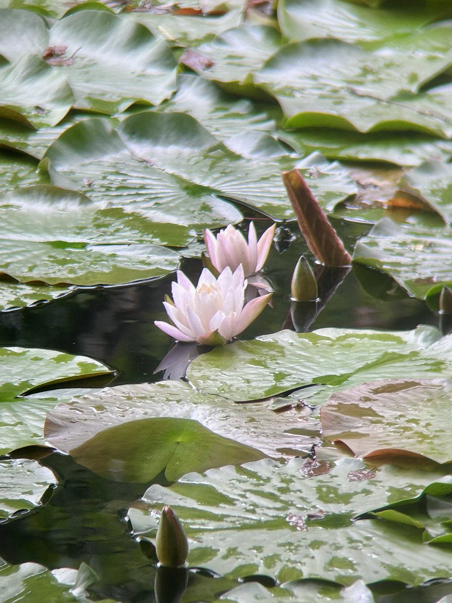 hasiko_HSMT's tweet photo. 春に桜を見た清水沼公園、今日行ったら水面が睡蓮でほぼ埋め尽くされててすごかった https://t.co/eLQUykJ4VE