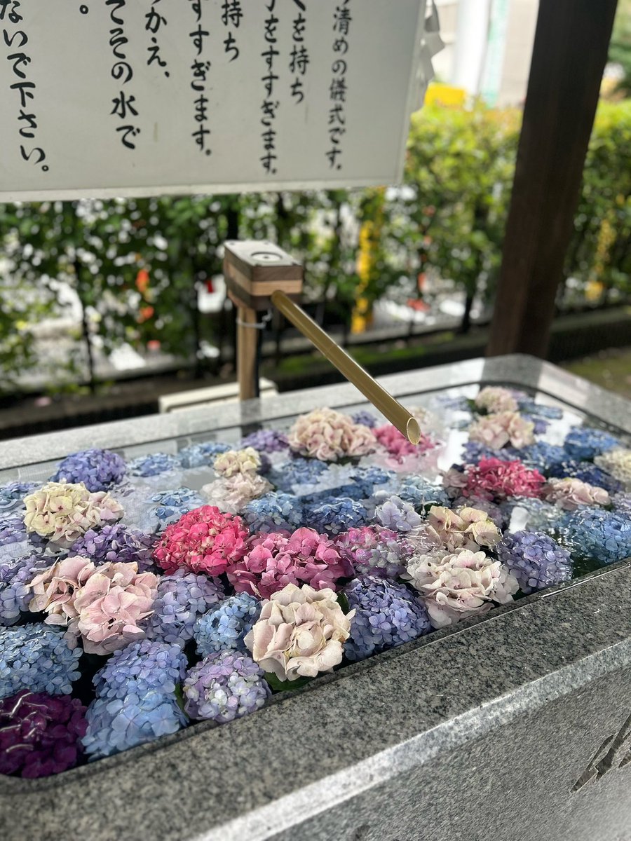 idol3ichu's tweet photo. 📍桜神宮🌸

念願の紫陽花御朱印買えてよかった^>𖥦<^ https://t.co/Zq9vb2iHcR
