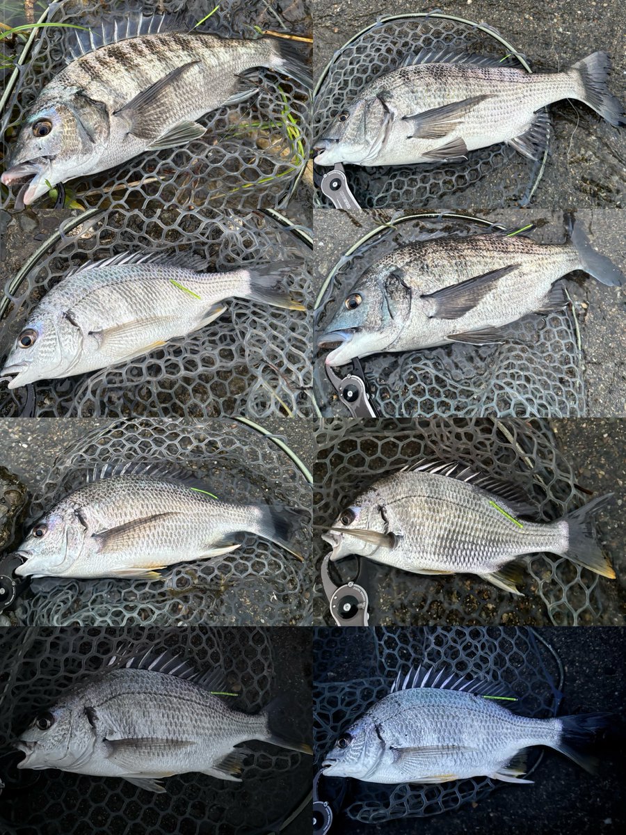 HN_315's tweet photo. 3時からチニング１６枚
疲労とストレスぶっ飛ばしたくて大場所でスカッとしたいと思ったが微妙〜
7gメインで丁寧に誘う
潮止まり挟み渋め
タグ打ちはやっぱ時間食うな…

そろそろチニングハイシーズン
もっとチニング行かないとなぁ https://t.co/zmxandDozy
