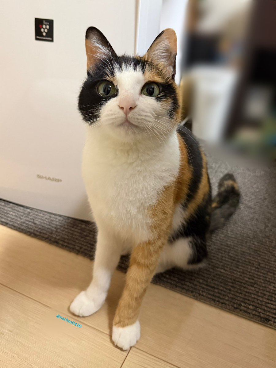 nachos0420's tweet photo. なっちゃんは歯磨き好きなので猫用歯ブラシ持って歩いてたらついてきます。100点。 https://t.co/9uleIiJ9RN