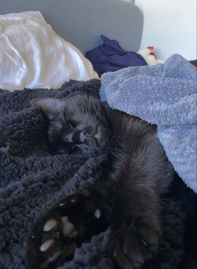 saessak__th's tweet photo. ฝันดีนะ 🐈‍⬛💕 #ohmkrit https://t.co/sS8ISuFQf6