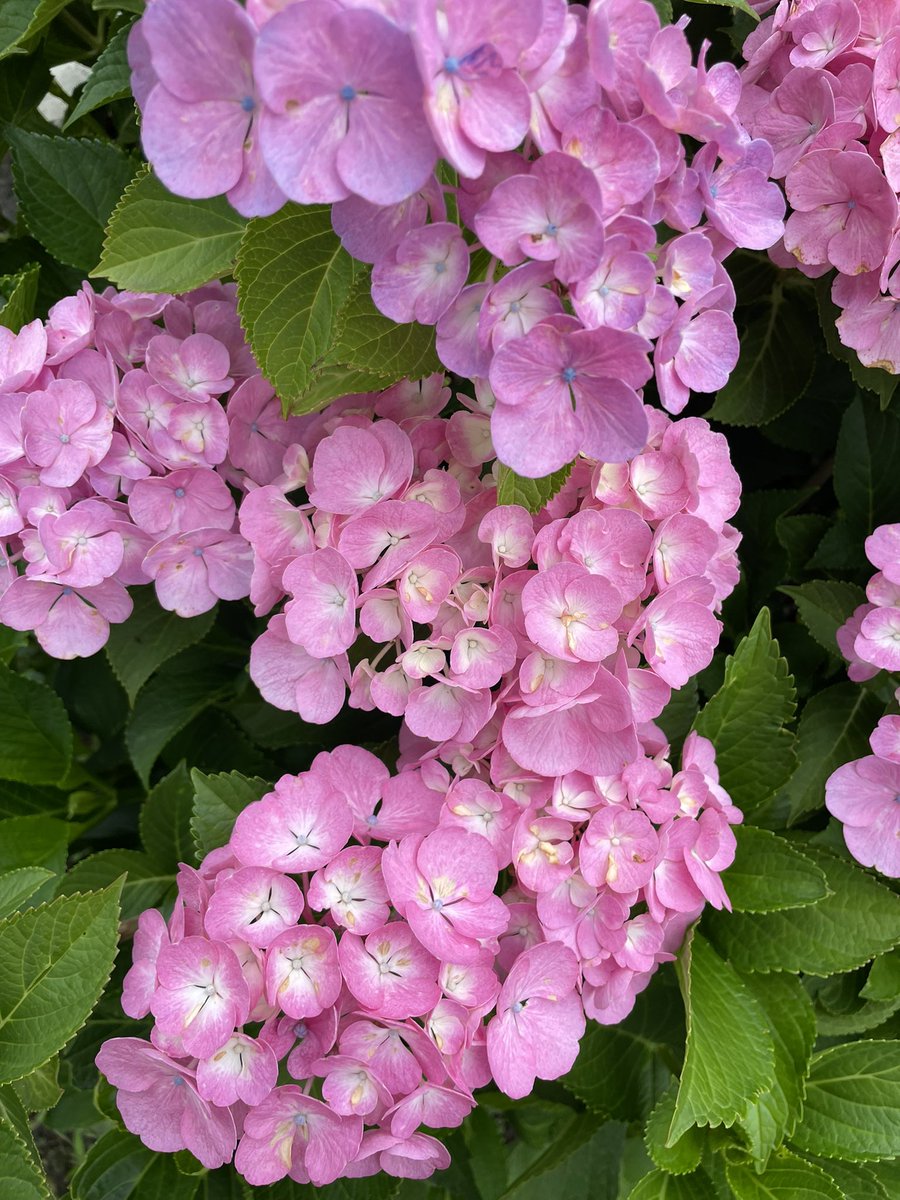 1001Fuuko's tweet photo. やっぱり紫陽花キレイ https://t.co/5HH30ZBOKi