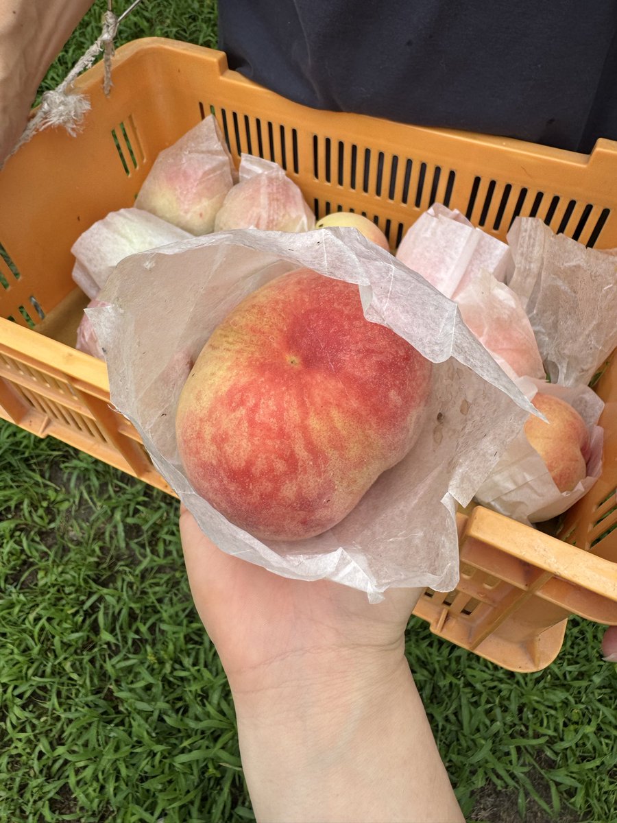 TKjam1's tweet photo. 毎年恒例🍑

色艶も、大きさも申し分なし✌️
今年も美味しくいただきます🤭

#白鳳
#紀ノ川
#桃尻
#尻派 https://t.co/aYhKp8ESa7