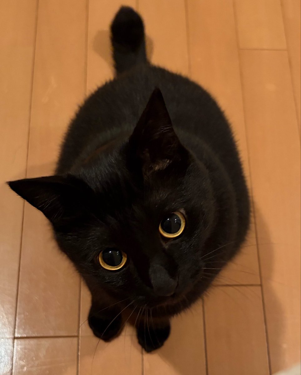 uni_kuroneko's tweet photo. 顔色を伺うねこ。

#黒猫 https://t.co/Qzd2c7S0Yt