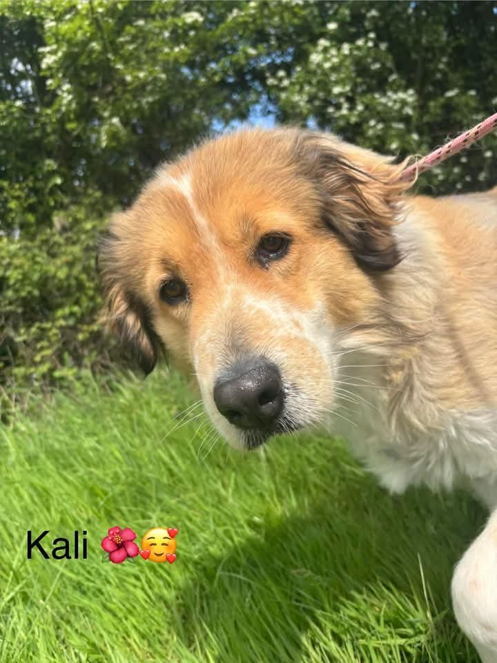 SCD_Rescue's tweet photo. ‼️UK KENNEL BILL APPEAL‼️

We are 2 days away from this bill being due and sadly we haven’t even raised Maliks monthly cost from his appeal yesterday. 

Malik is just 1 dog and with so many in kennels without funds we are really worried. 

It’s becoming harder and harder to raise every month and despite doing everything we can to make things easier for the rescue the struggle with these bills isn’t easing quick enough. 

We have sadly had to say no to helping a few dogs this week as how can we continue to help when we cannot raise the support for the ones in our care 💔

It is sadly unsustainable and as a rescue now we just do not know what else to do. 

So I’m here begging again which is absolutely soul destroying to keep doing but we cannot just turn away from our dogs 💔

If you see this appeal and can send 50p or £1 we would be so grateful. This kennel bill is the biggest every month and always the most difficult 💔 With so many members no amount is too small and it all really does add up. 

Please help us support our dogs ❤️‍🩹❤️‍🩹

Please use Ref: HELP if you are able to help us raise this ❤️‍🩹

Bank and PayPal Details

https://t.co/gE53QnoSCO

Bank details:

Name: Second Chance Dog Rescue CIC
Account Number: 53479449
Sort Code: 608371

Thank you so much everyone who has donated so far and continues to support us - we really are so grateful to you all ❤️‍🩹