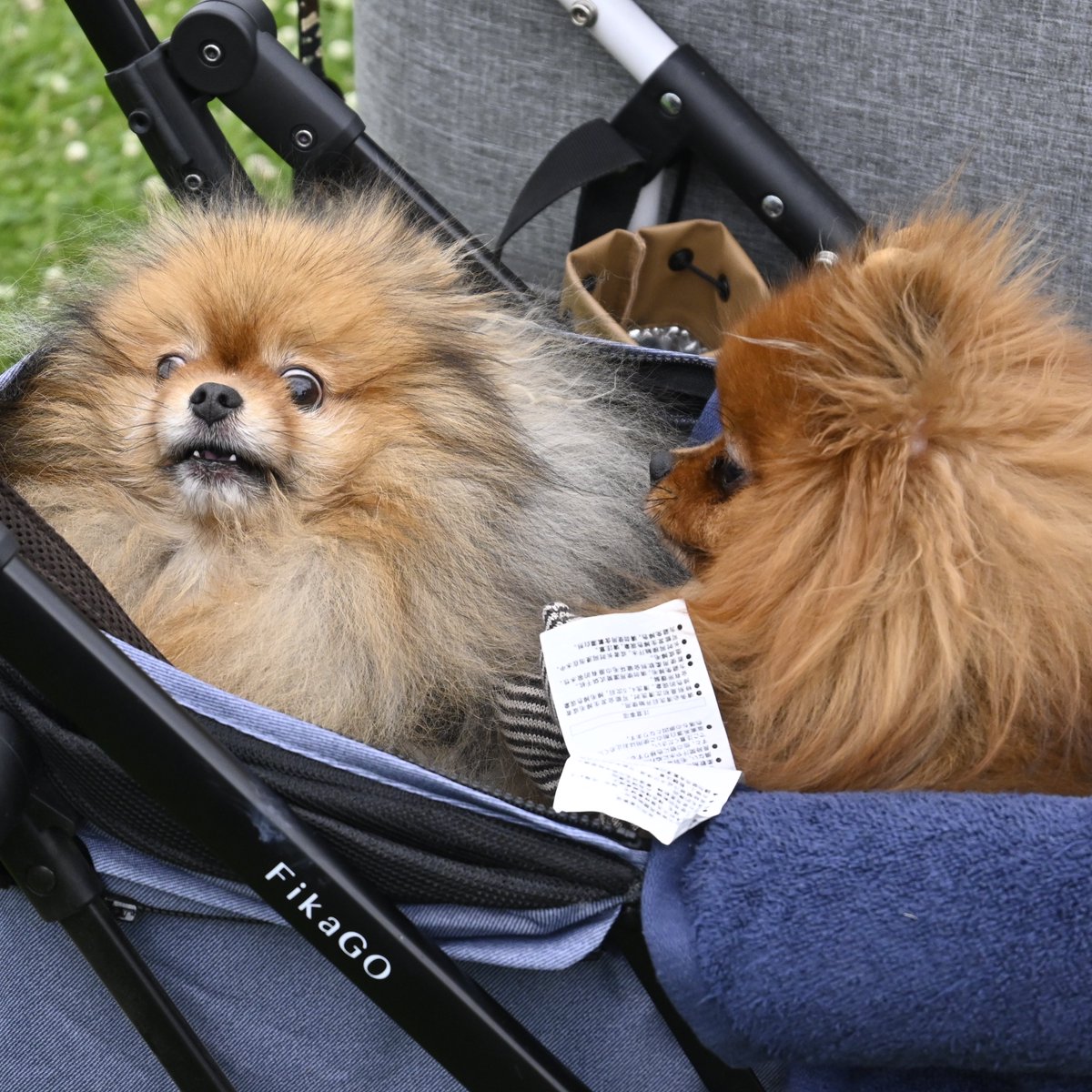 圧しか勝たん。 #ポメラニアン #pomeranian