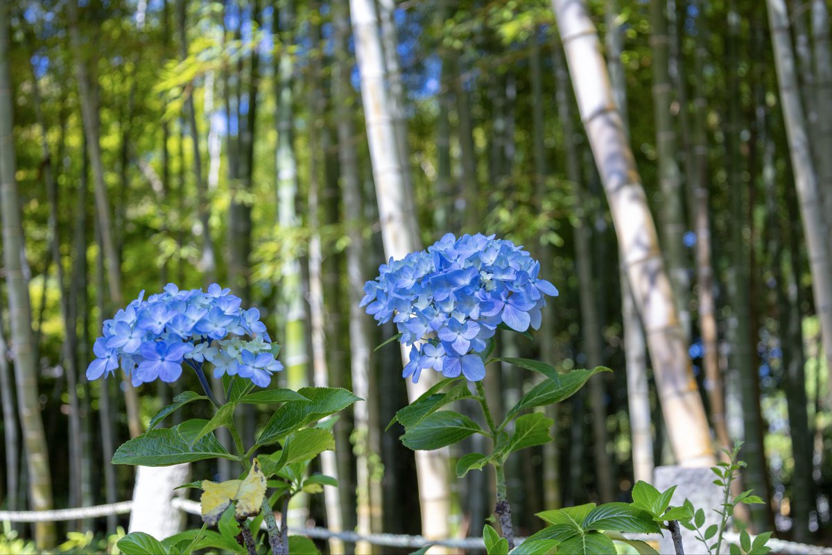 vn5levo's tweet photo. 今日の朝活は資福寺さんで
紫陽花を撮影してきた
梅雨の晴れ間の朝の清々しい空気感がよかった https://t.co/ZkNxp54AY0
