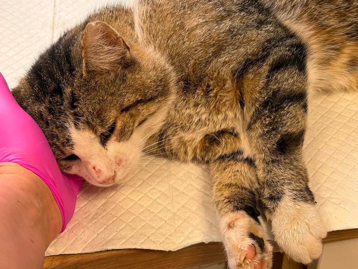 MiauMiauu1999's tweet photo. 🐾 Nie zbieramy na leczenie skutków. Chcemy zatrzymać przyczynę.

Fundacja Felineus zbiera na kastrację dwóch kolejnych bezdomnych kocurów. Każda kastracja to dziesiątki istnień mniej skazanych na głód, choroby i bezdomność.

⏰ Do końca zbiórki zostało: 12 godzin 21 minut 50 sekund
💰 Zebrano: 134 zł (22,33%)
❗ Brakuje jeszcze: 466 zł

Pomóż zatrzymać błędne koło bezdomności zwierząt ❤️
https://t.co/PoKS6LPlGO

#RatujemyZwierzaki #KastracjaRatujeŻycie #PomocZwierzętom #Felineus #AdoptujNieKupuj