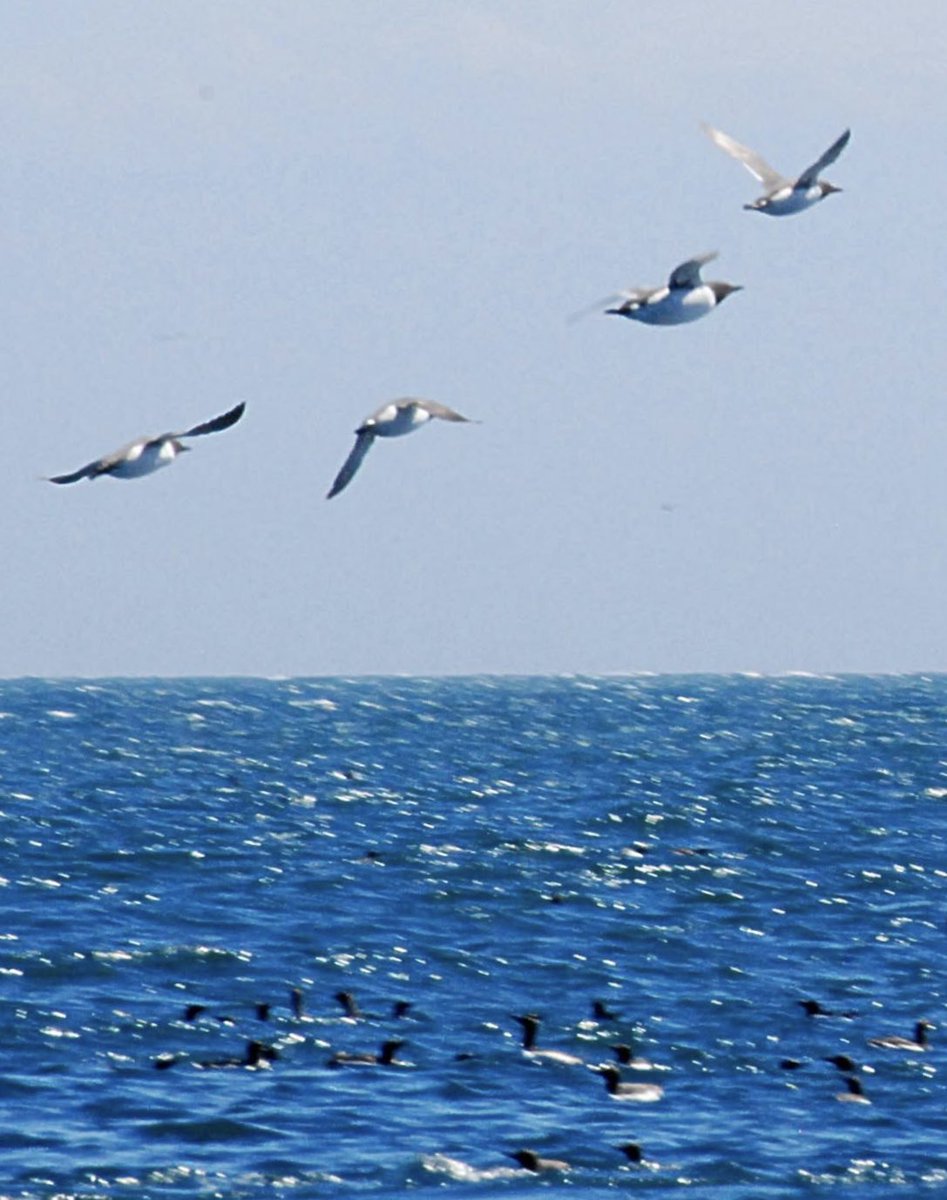 stevieguitar40's tweet photo. and a few more #puffins #FarneIslands #NationalTrust #RSPB https://t.co/VSFy3PGHgY