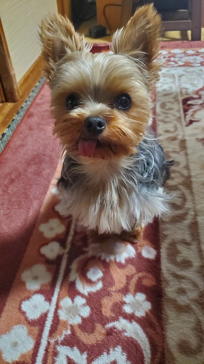 Biscuitscandi's tweet photo. 🐶💕2日間会えないのは寂しいけど行ってきます😄 https://t.co/d5jY4Xwrig