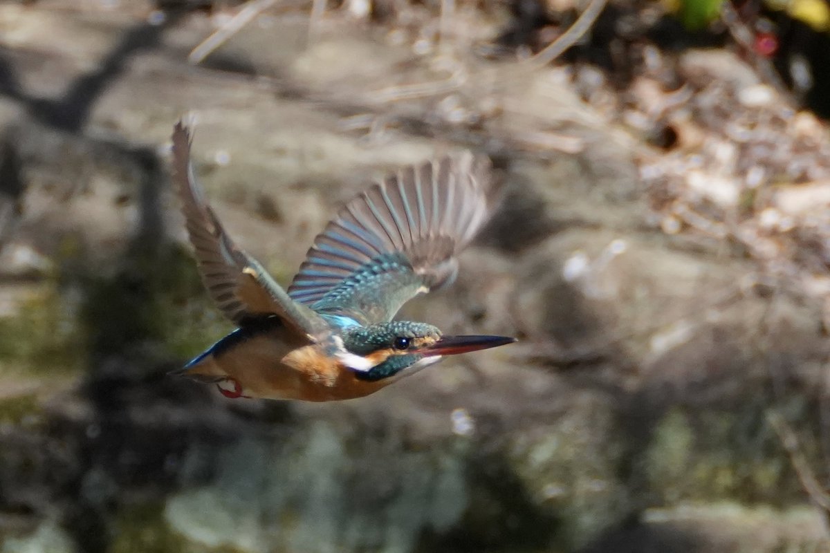 空飛ぶ宝石、カワセミちゃん #カワセミ