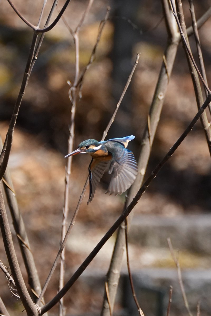 空飛ぶ宝石、カワセミちゃん #カワセミ
