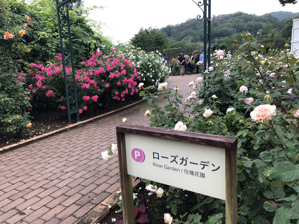 osamuan1's tweet photo. 今日はここへ出掛けました
久しぶりの栃木、あしかがフラワーパークへ
小雨のなかでも人はそこそこに
来日外国人もおおい感じ
バラはいまが見ごろ🌹
雨のアジサイも味わい深い
菖蒲他は時期が過ぎた感じ

#あしかがフラワーパーク
#栃木
#足利市
#バラ
#アジサイ https://t.co/rzuparM8lQ