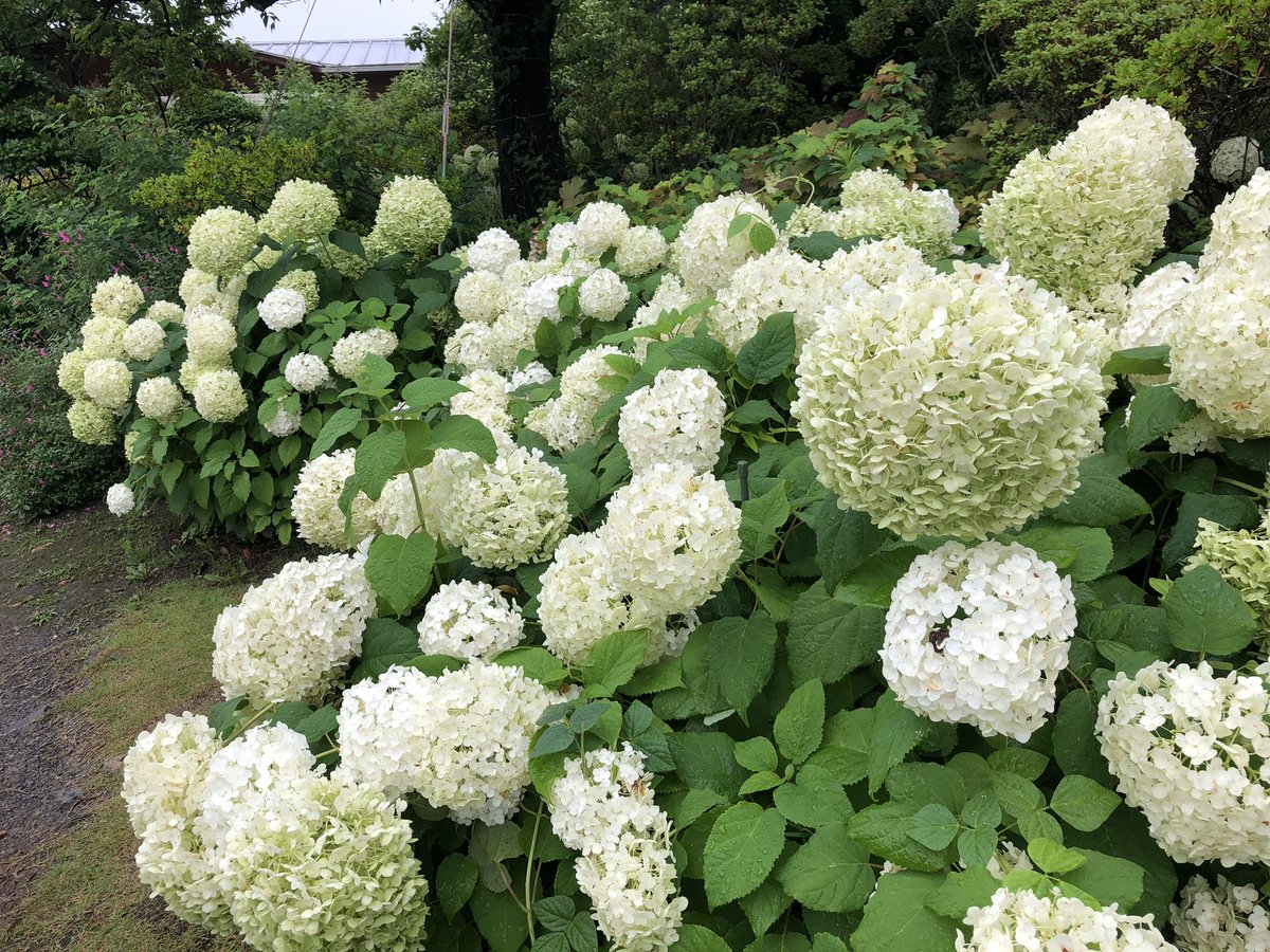 osamuan1's tweet photo. 今日はここへ出掛けました
久しぶりの栃木、あしかがフラワーパークへ
小雨のなかでも人はそこそこに
来日外国人もおおい感じ
バラはいまが見ごろ🌹
雨のアジサイも味わい深い
菖蒲他は時期が過ぎた感じ

#あしかがフラワーパーク
#栃木
#足利市
#バラ
#アジサイ https://t.co/rzuparM8lQ