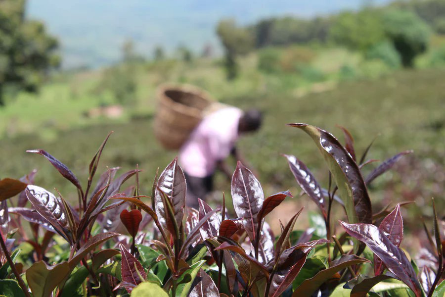 kenyafrontline's tweet photo. Why Kenyan purple tea is capturing global attention through its unique taste, health benefits and remarkable journey from farm.

Read: https://t.co/ReyDAK6JmG https://t.co/Iq6JmlOxzy