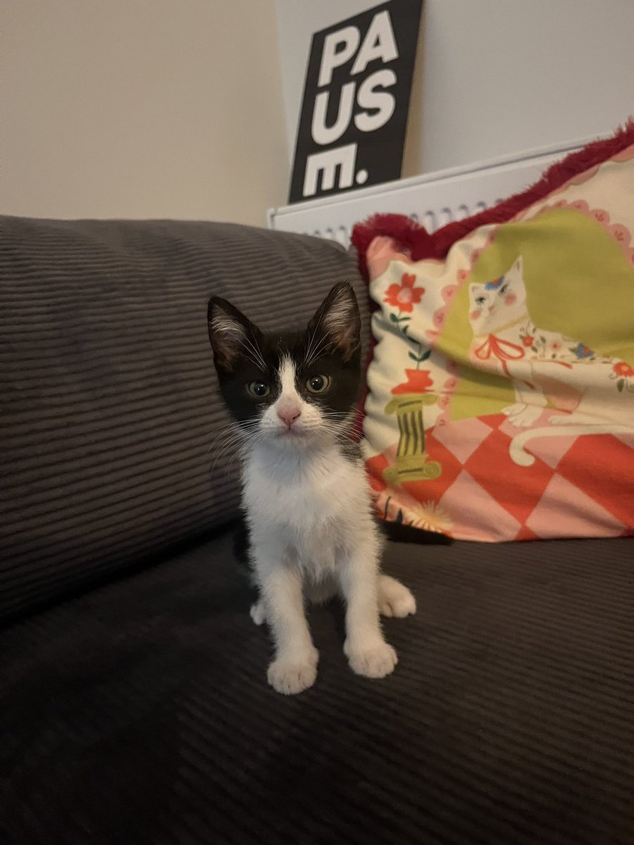 ireemcllk's tweet photo. bi kedi sahiplenelim dedik smokinini giyip gelmis dunyayi ele gecirme planlari yapiyo https://t.co/4qQuu9gCVl