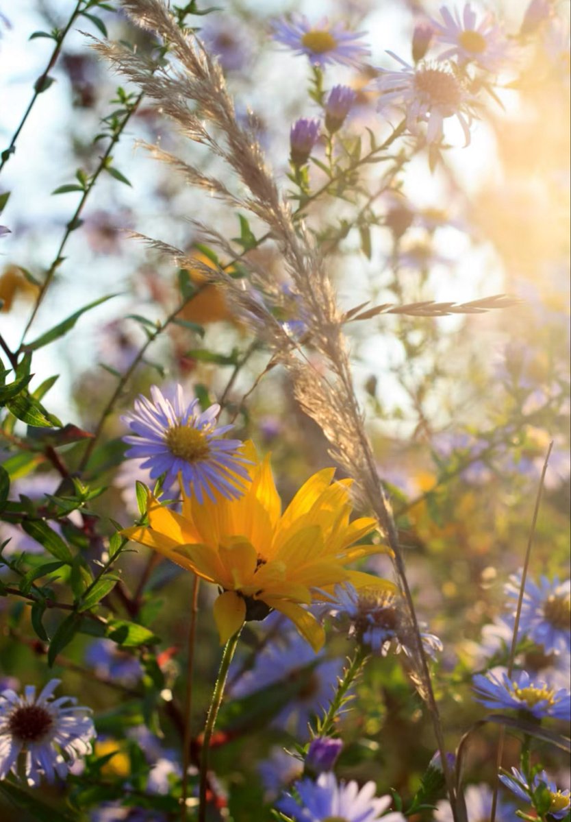 paulacat191's tweet photo. A Beautiful Day to you All.💛💜 https://t.co/FgzobGy2fr