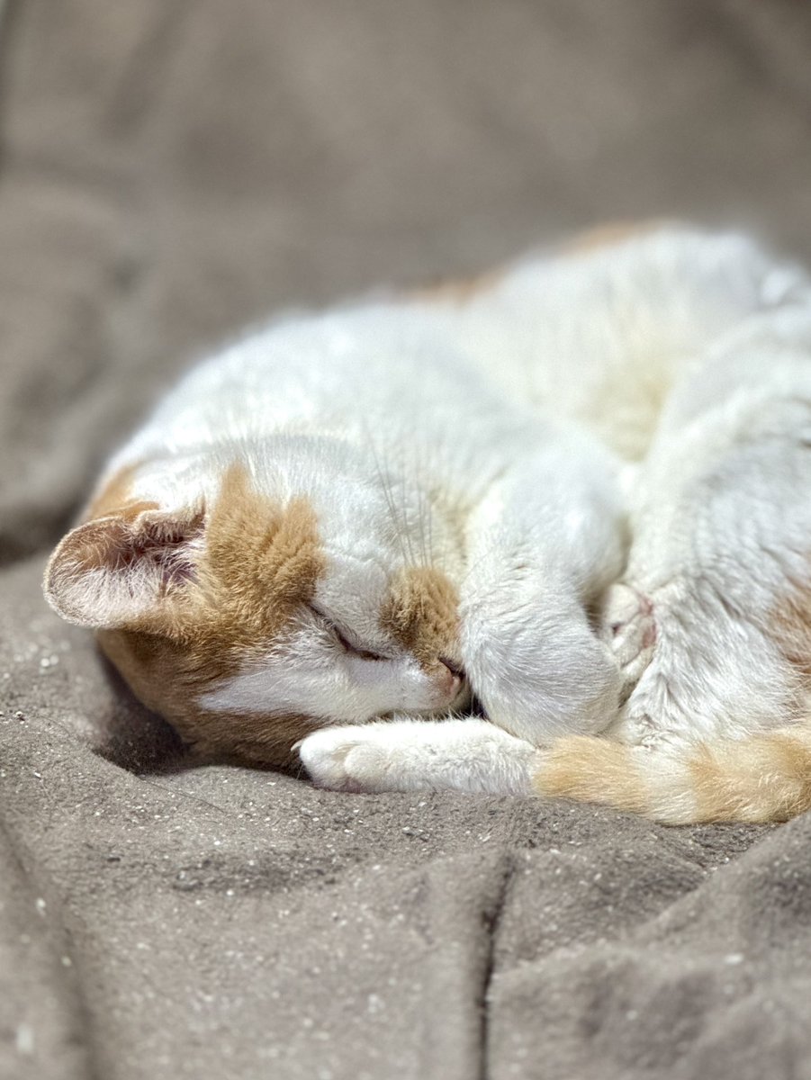 Catloveページ ビーちゃんめちゃめちゃ可愛い😃💕 #保護猫 #猫のいる幸せ #猫のいる