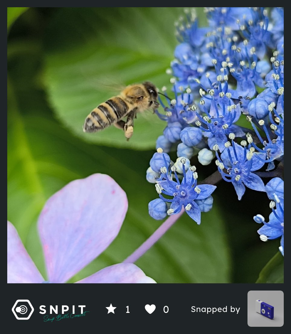 SNPITColors tweet picture