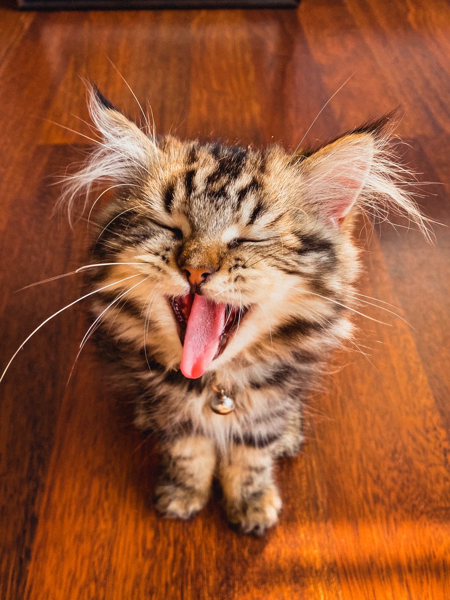 sadaniskala's tweet photo. Luna takin tooo much acid! #Cat 🍭🫯😹 https://t.co/YigEE8lM5P