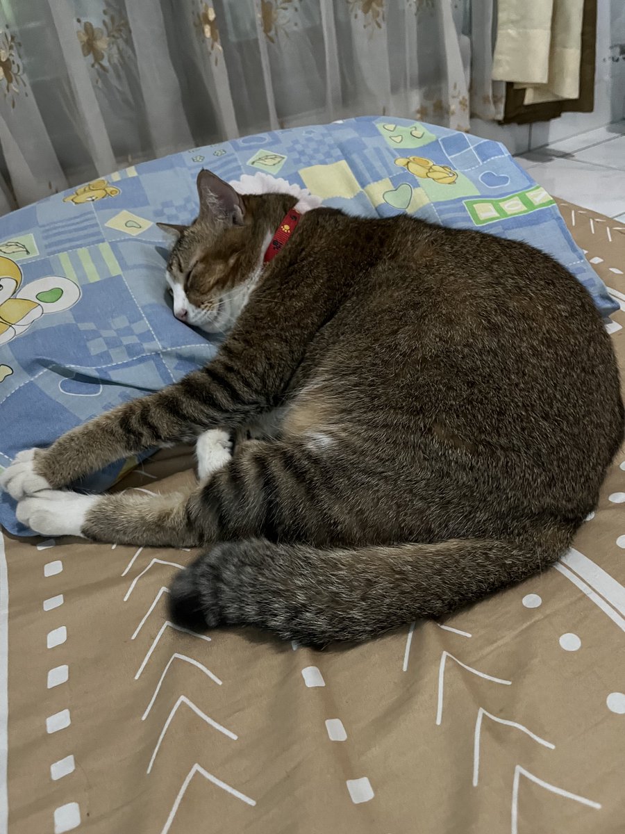 chocolatyaa's tweet photo. tadi Cireng keserempet sepede anak kecil. Untung nggak apa2 sih.. skrg tidur kek gini https://t.co/LZ5IRMgyR8
