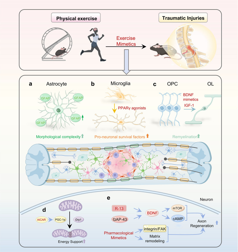 agingdoc1's tweet photo. Exercise mimetics: molecular mechanisms, biological and therapeutic effects

https://t.co/YAs49T4uqF https://t.co/xfh4ghTbWR