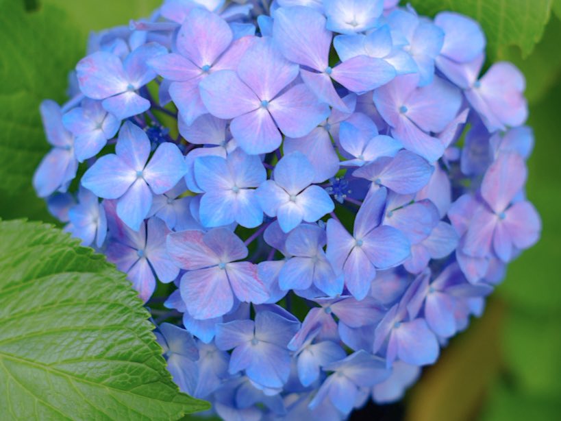 isan_kmr_16's tweet photo. 好みの色だった紫陽花たち
どうしてこんなに心奪われるんだろう https://t.co/U1sh2lzWUW