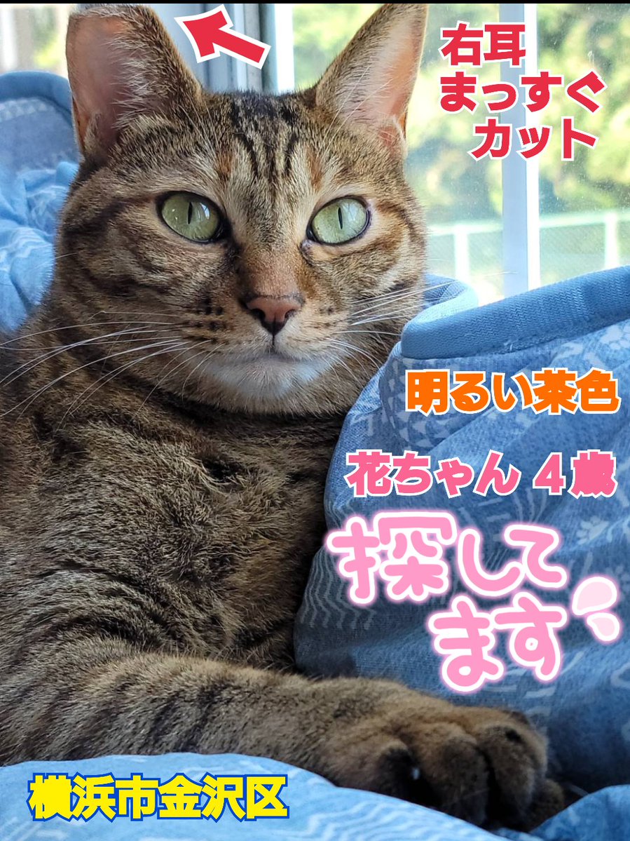 squirrelemi's tweet photo. 猫を探しています。花ちゃん４歳。明るい茶色、右耳がまっすぐカットが特徴です。2024年4月11日横浜市金沢区富岡東の自宅から私の不注意で外に出てしまい迷子のままです。拡散とリポストのご協力ありがとうございます。
#猫を探しています 
#拡散希望 
#リポストお願いします 
#横浜市金沢区 https://t.co/oa7RxAt2yU