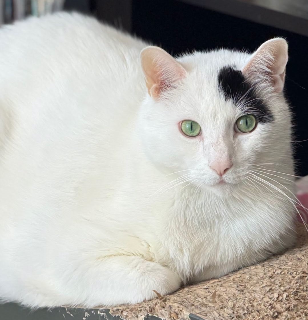 sachikoko's tweet photo. 👉🏽SENIOR ALERT🙏🏽PLZ SHARE
💝Big, Sweet 11YO #Senior White &amp; Black Kitty PERCY💝
😿💔His Family Moved Out Of The Country
📣Needs A Calm, Patient #FureverHome🏡
▶️https://t.co/xKRQ3ePkyl
🙏🏽#AdoptDontShop
#SanFrancisco, #CA #SpecialNeeds
@givemesheltersf #RehomeHour #US #Cats https://t.co/oNyhzy5a8z