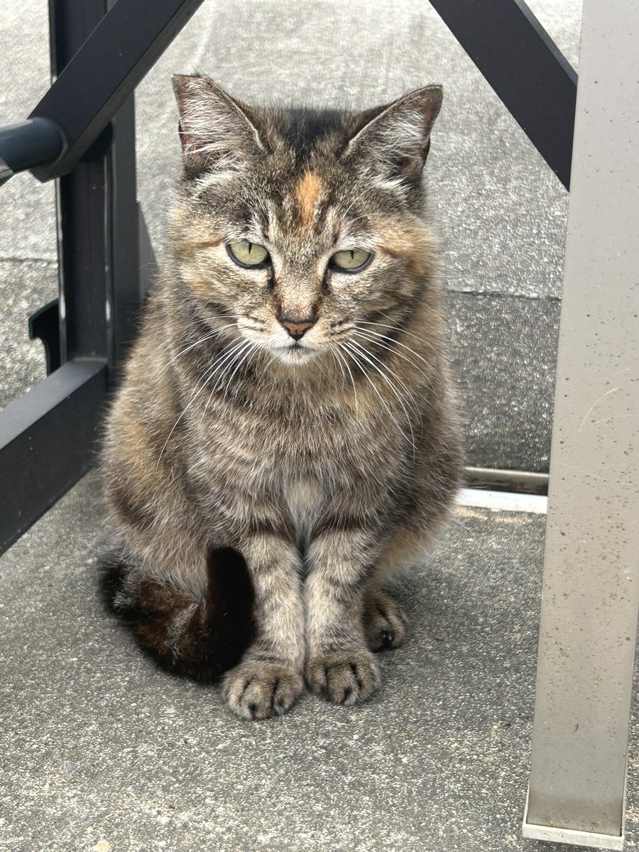 DepkRr's tweet photo. どんよりでも涼しい日曜日☁️🚲

ダブル台風🌀🌀👋

昨日会えんかった友達🐈🐾サビちゃんに会えた🙌

元気そうでなにより☺️

ハチ丸🐈🐾は元気かぁー？

来週も頑張ろう✊の心

#イマソラ
#イマクモ
#イマカワ
#ちっちゃな橋
#外猫🐈🐾
#猫友達🐈‍⬛🐾
#頑張ろう✊ https://t.co/0KByowNSIZ