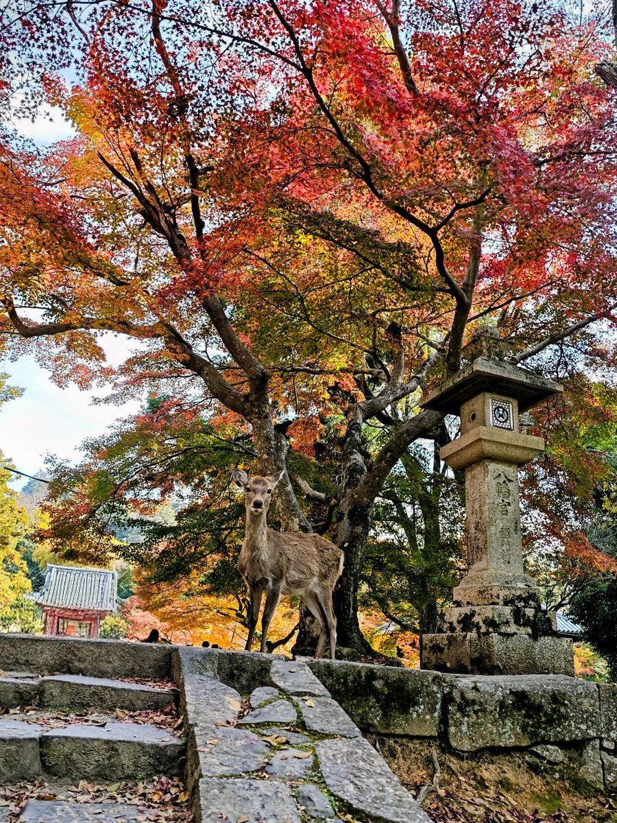 JaponEamigos's tweet photo. De los campos de té nos vamos directo a **Nara** para encontrarnos con sus famosos ciervos sagrados paseando libres junto a los templos de madera gigante. 🦌 ¡Una postal inolvidable que tienes que capturar sí o sí! #NaraPark #CiervosNara #TravelGram https://t.co/TND4fmP3Tv