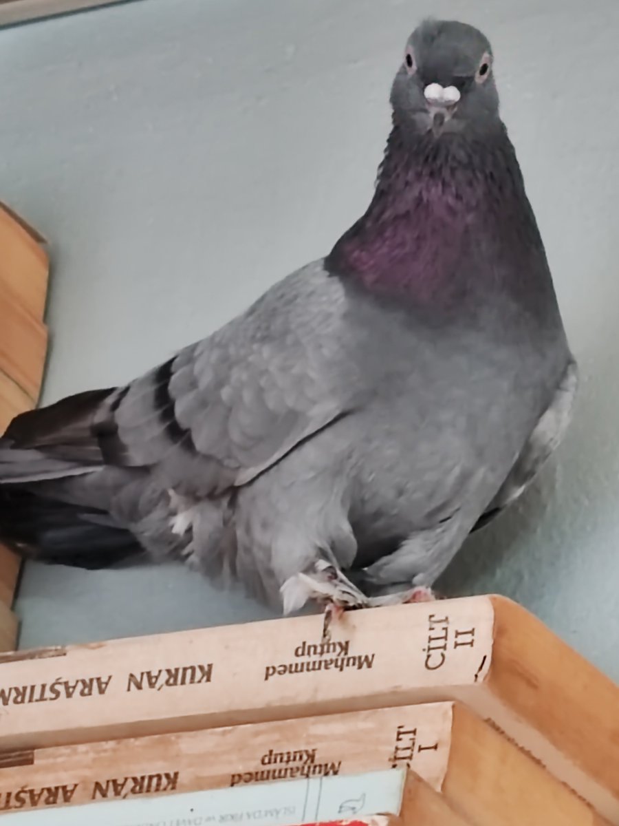 b05so's tweet photo. Misafir gelmiş 🤗 🕊️ https://t.co/HJrU8UnP4x