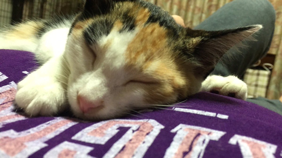 aksromiso's tweet photo. 1、2枚目:我が家にきたばかり（3ヶ月ぐらい）
3、4枚目:最近（10歳）

変わらず可愛いすぎじゃない？ https://t.co/lvgeamM5jy