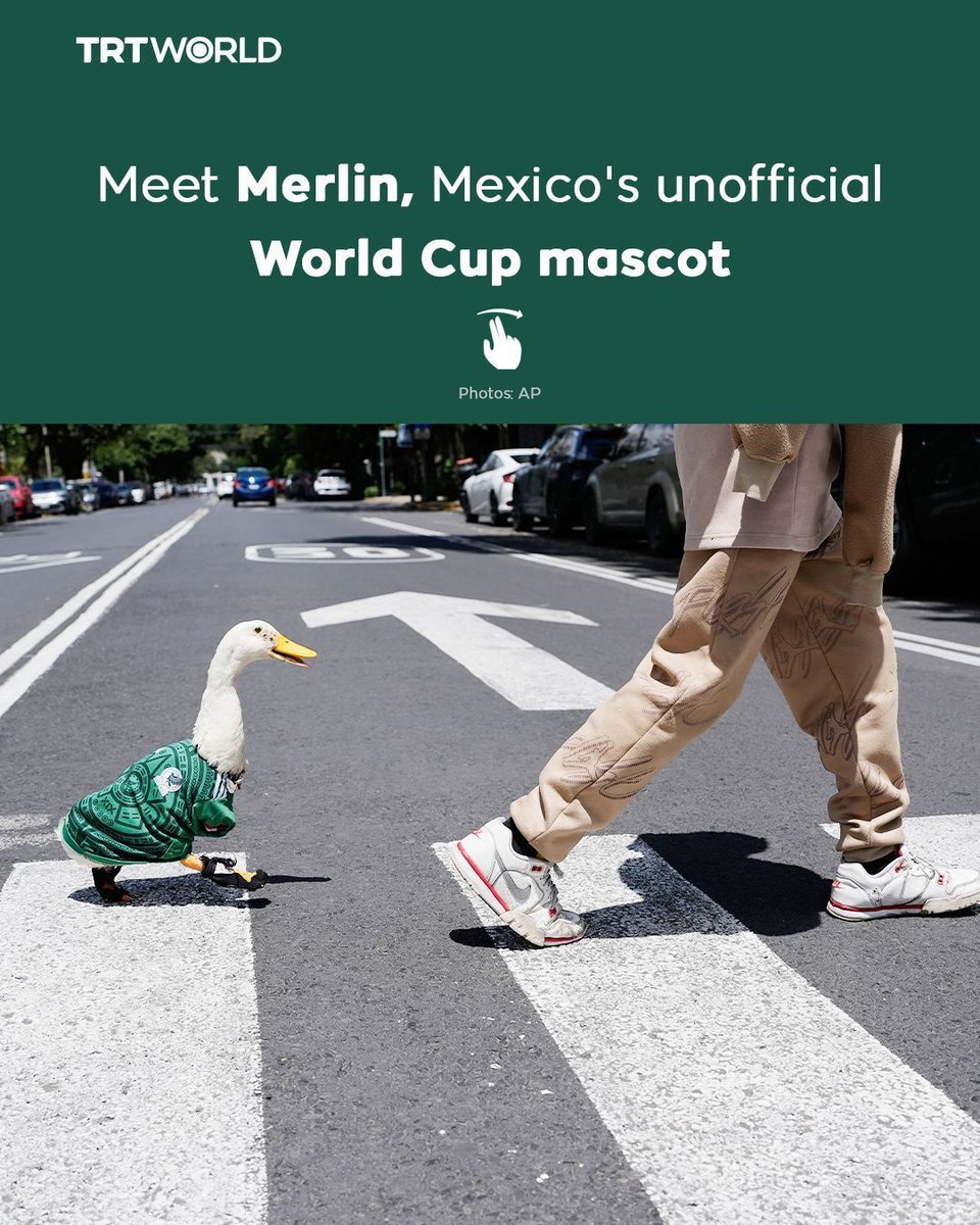 Merlin the Duck: Mexicos Feathered World Cup Sensation Becomes Unofficial Mascot After Viral Fame
