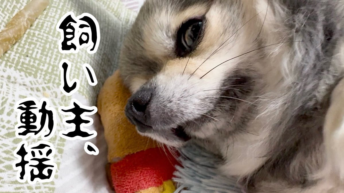 mikutomanjun's tweet photo. 動画アップしました😊よろしければご覧ください🐶

https://t.co/e260UzZ6Ix

#チワワ #チワワのいる暮らし #犬好きさんと繋がりがりたい #dog https://t.co/dM9StVC8W1