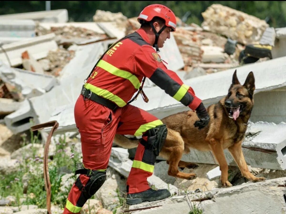 rafamerdel's tweet photo. Conviene recordar, que los mismos que están ayudando a salvar vidas entre los escombros, son los que reciben un tiro cuando no valen para #cazar, los que se abandonan porque se hacen muy grandes, o los que terminan en una perrera con la llegada del primer hijo.

No les merecemos. https://t.co/OSkhTNVbKW