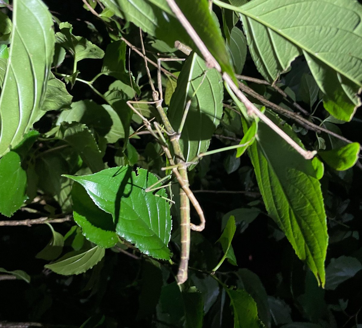 stick_insect_jp's tweet photo. オキナワエダナナフシ
Phraortes okinawaensis
こちらは先月記載された種！トガリナナフシとは違って、なかなか見つからない印象です。ピント合った写真撮りたかった https://t.co/IIZK2Ou9XM