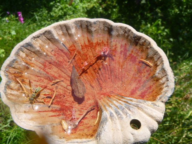 Earthfriend21's tweet photo. Moin - schönen #Sonntag 👋🌞🌻 aus #BadenWürttemberg 🫶🙂👍und Wasser für die Insekten-und Vogelwelt bitte nicht vergessen😚❣️ #Gartentweet
Feldwespe, Amsel und Rosenkäfer *Archivbilder* https://t.co/LiecQk4p7W